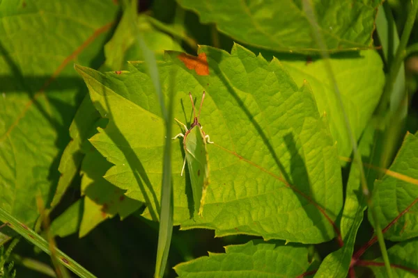 Light Green Butterfly Sits Green Leaf — Stock Photo, Image