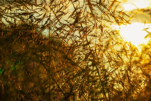 Goldener Sonnenuntergang Durch Trockenes Feldgras — Stockfoto