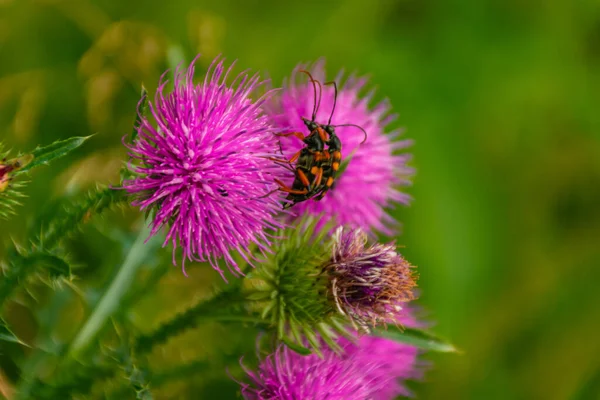 Dos Escarabajos Copulan Una Flor Bardana Imagen de archivo