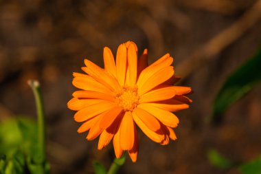 Bahçenin yakınındaki Calendula çiçeği 