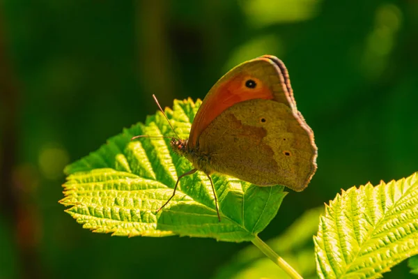 Funny Furry Butterfly Resting Green Leaf — Stock Photo, Image