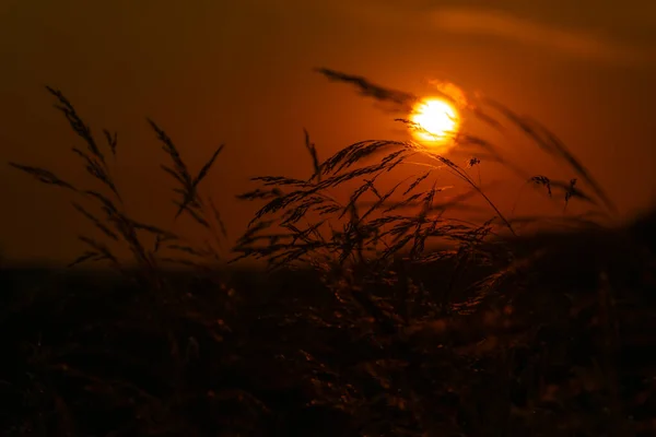 Kızıl Günbatımının Arka Planında Çimenler — Stok fotoğraf