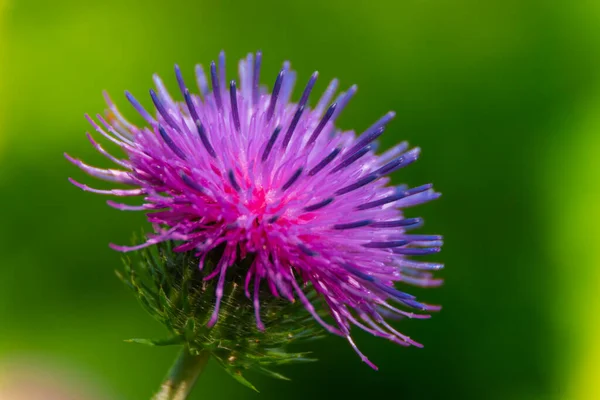 Klettenblume Auf Dem Feld Aus Nächster Nähe lizenzfreie Stockfotos