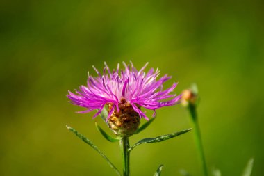 Mor çiçek tarlanın arka planında yakın plan 