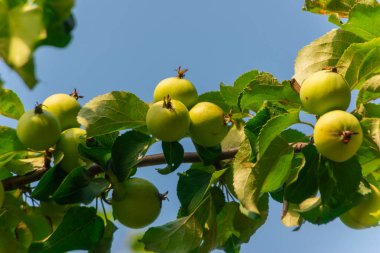 Gökyüzüne karşı bir ağaçtaki yeşil elmalar 