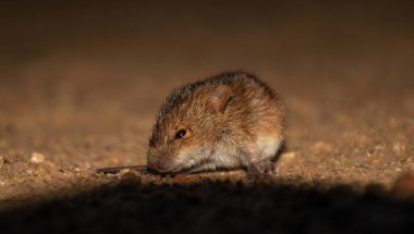 Vahşi doğadaki küçük tarla faresi 