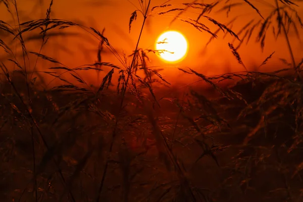 Uši Polní Trávy Pozadí Západu Slunce — Stock fotografie