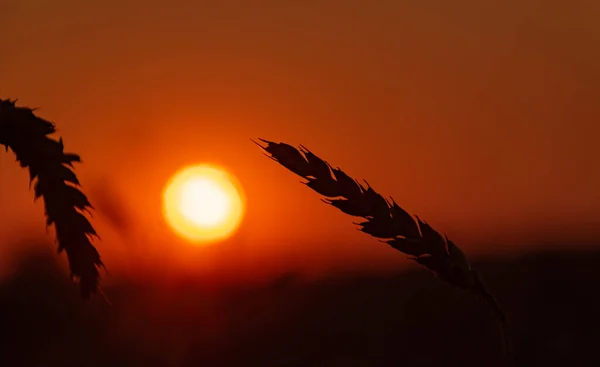 Dvě Pšeničné Uši Pozadí Západu Slunce — Stock fotografie