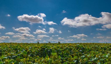Gökyüzünde bulutlu bir ayçiçeği tarlası