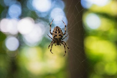 Ormandaki ağda dinlenen bir örümcek.