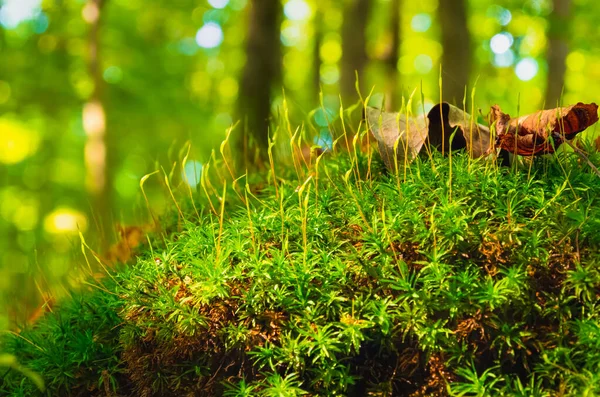 Grünes Moos Mit Gelben Blättern Auf Dem Hintergrund Des Waldes Stockfoto