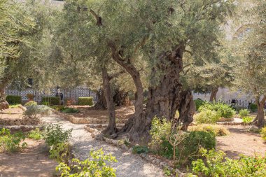 Gethsemane, Kudüs bahçesinde yaşlı zeytin ağaçları