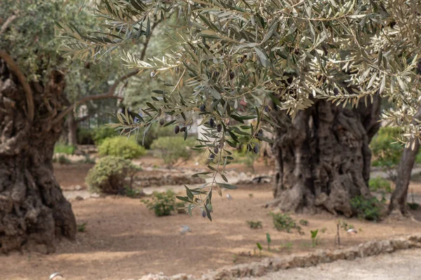 Starý kmen olivovníku a větve. — Stock fotografie