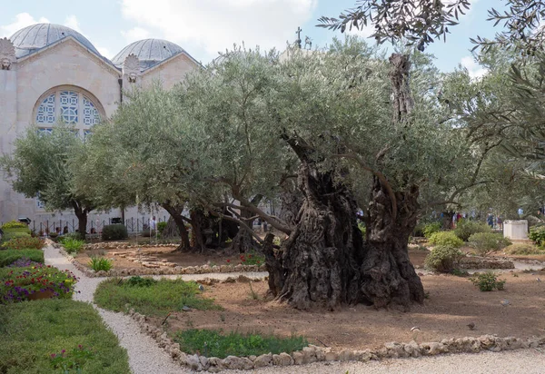 Old olive trees in the garden of Gethsemane, Jerusalem — Stock Photo, Image