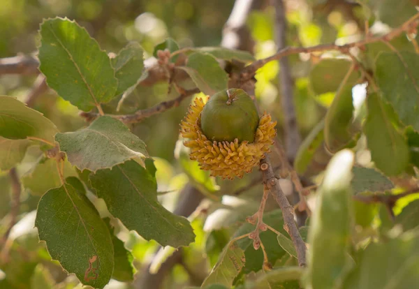 Oak acorn on the branch. Oak branch with green leaves and acorns on a sunny day. Oak tree in summer. Blurred leaf background. Closeup, selective focus.