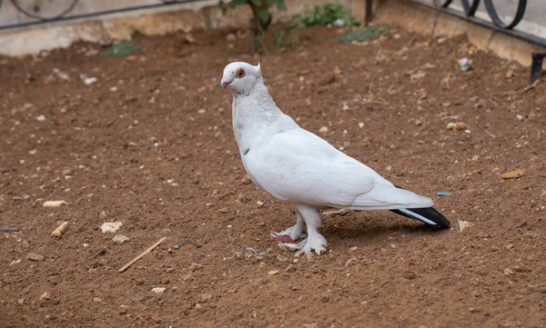 Pombo branco no chão de areia marrom na rua. Pássaro da Paz — Fotografia de Stock