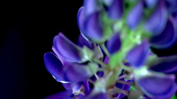 黑色背景上美丽的蓝色羽衣 蓝色的羽扇豆近身 紫丁香花瓣宏观摄影 — 图库视频影像