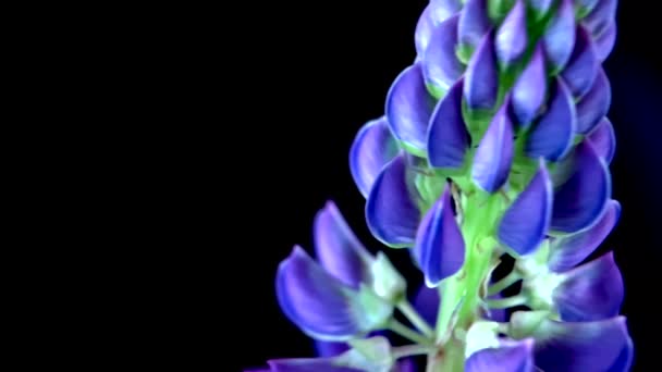 Beautiful Blue Lupine Black Background Blue Lupine Close Macro Photography — Stock Video