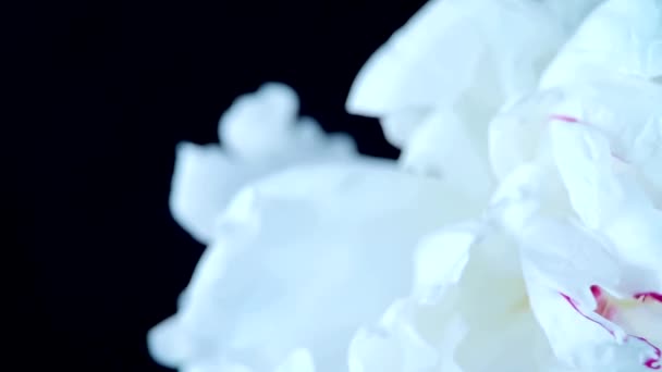 Mooie Witte Pioen Een Zwarte Achtergrond Witte Pioenroos Close Pioenbloemblaadjes — Stockvideo
