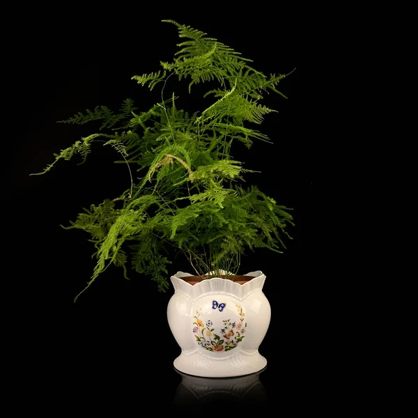 Vaso Porcelana Antiga Com Padrão Floral Vaso Vintage Com Flores — Fotografia de Stock