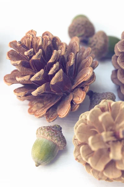 Pine cones with acorns on white wooden texture Stock Picture