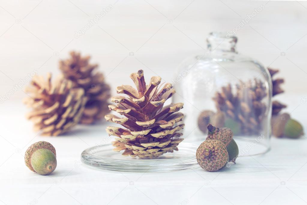 Pine cones with acorns on white wooden texture