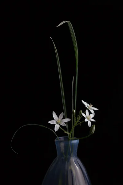 Küçük beyaz çiçekler bir dalı ile antika mavi vazo — Stok fotoğraf