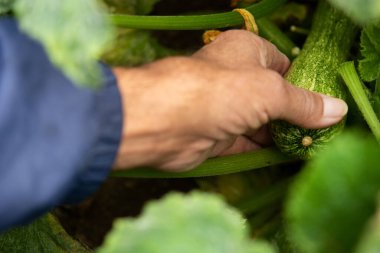 Organik bir çiftlikte kabak toplayan bir adam.