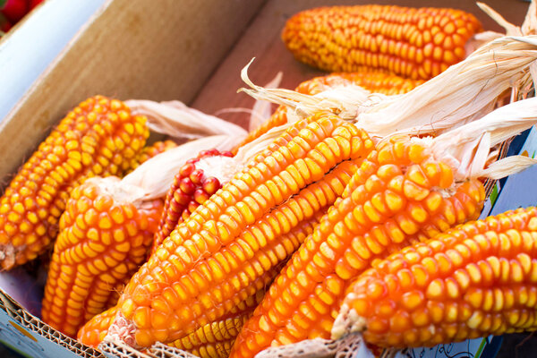 Ear of corn on a market