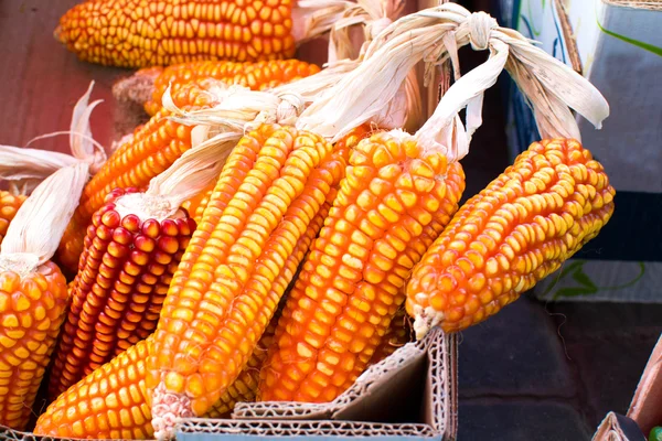 Ear of corn on a market — Stock Photo, Image