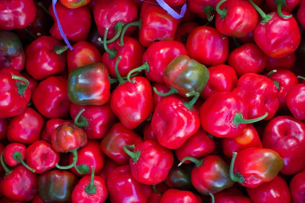 Many small peppers background — Stock Photo, Image