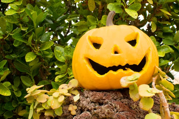 Zucca di Halloween — Foto Stock