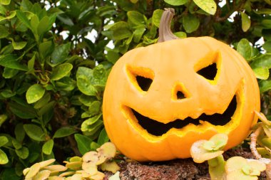 Cadılar Bayramı Balkabağı