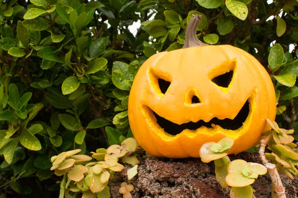 Calabaza de Halloween —  Fotos de Stock