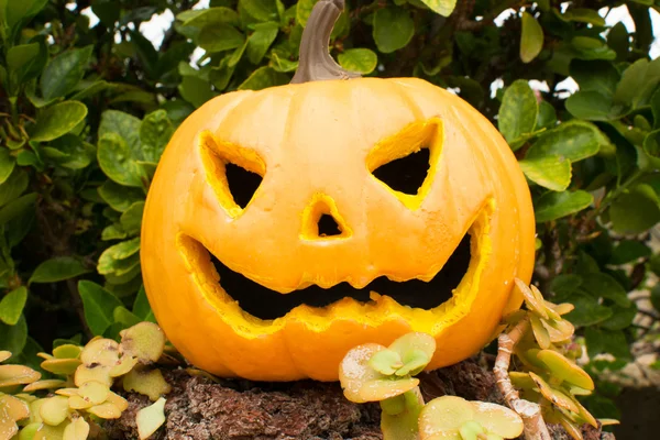 Halloween-Kürbis — Stockfoto