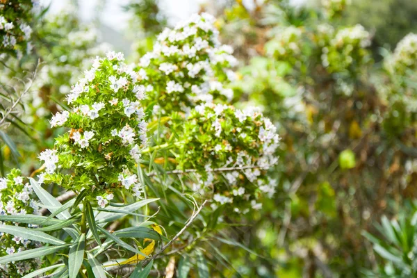 Fiori bianchi — Foto Stock