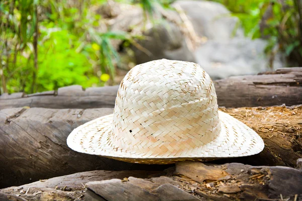 Hat on trunk — Stock Photo, Image