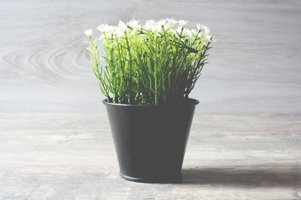 Pianta con fiori bianchi — Foto Stock