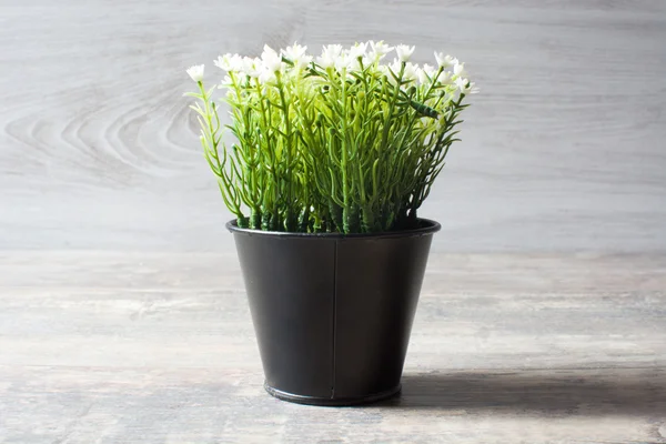 Plant met witte bloemen — Stockfoto