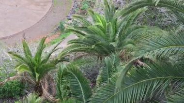 Tropikal fırtına sırasında palmiye ağaçları şiddetle sallanıyor.