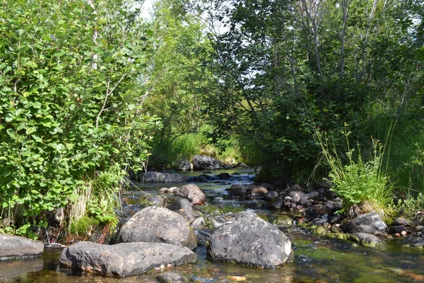 Summer.Brook — Zdjęcie stockowe