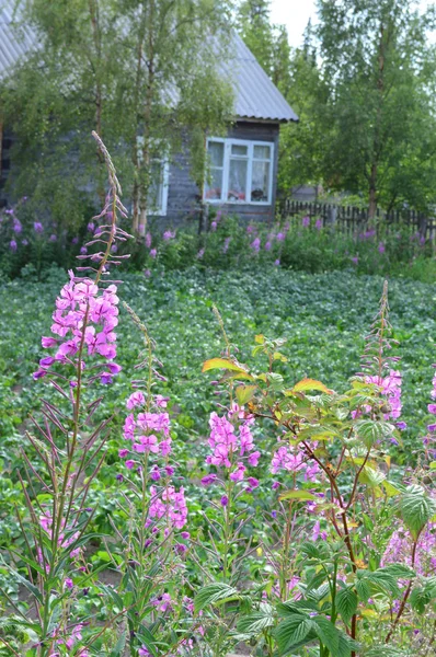 Dacha e flovers — Fotografia de Stock