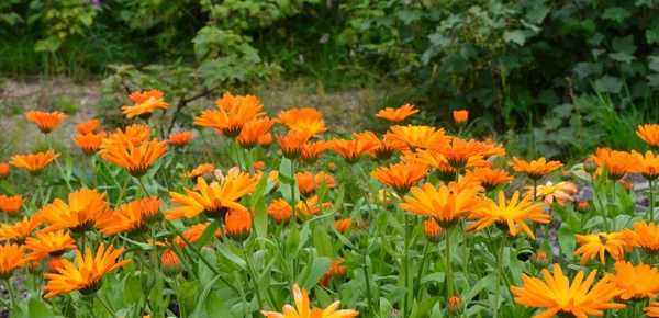 Calendula flowers — Stock Photo, Image