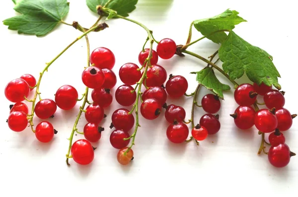 Red currants; — Stock Photo, Image