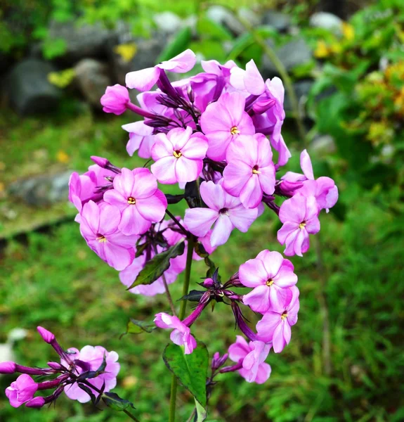 Phlox — Stock Photo, Image