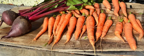Zanahoria y remolacha Imagen de stock