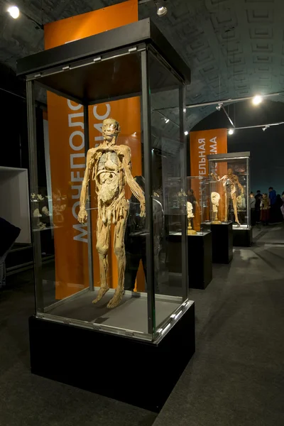 Anato exponáty na výstavě "lidské tělo" v St. Pe — Stock fotografie