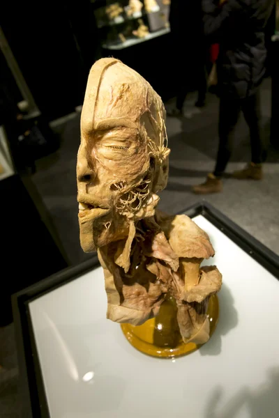 Human head at the exhibition 