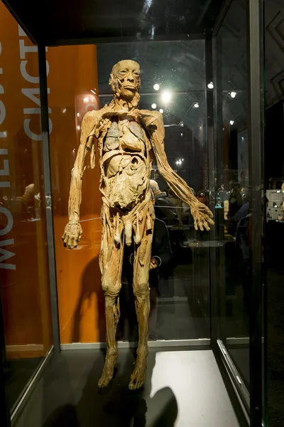 解剖在展览会展品"人体"圣体育 — 图库照片