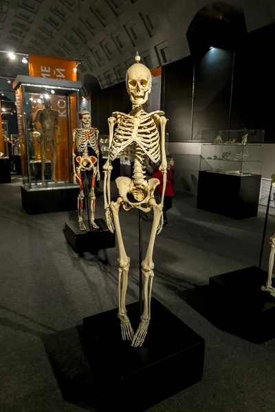 Szkielet człowieka na wystawie "ludzkiego ciała" w St. Pet — Zdjęcie stockowe